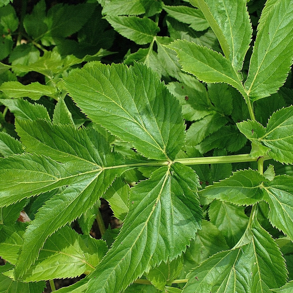 Engelwurz / Angelika