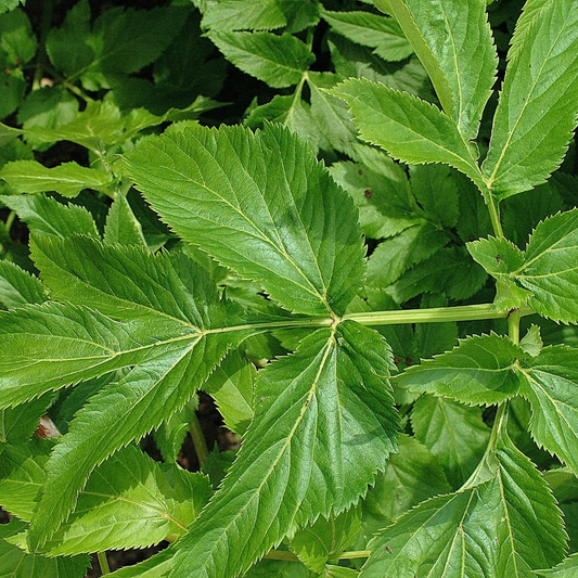 Engelwurz / Angelika