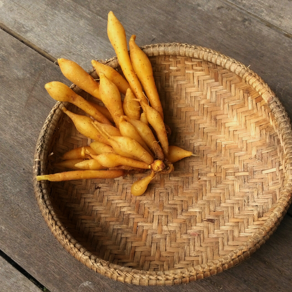 Fingerwurz (Krachai)