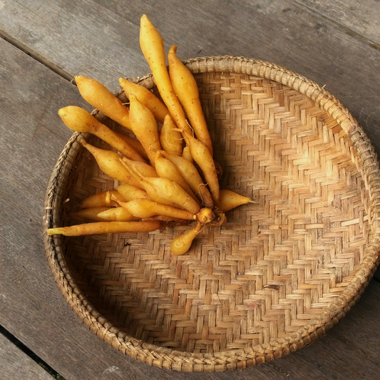 Fingerwurz (Krachai)