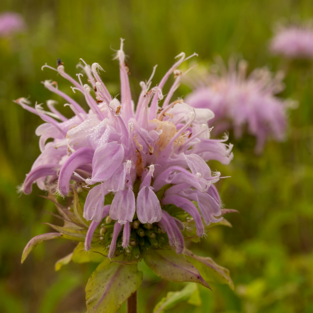 Goldmelisse/Bergamot