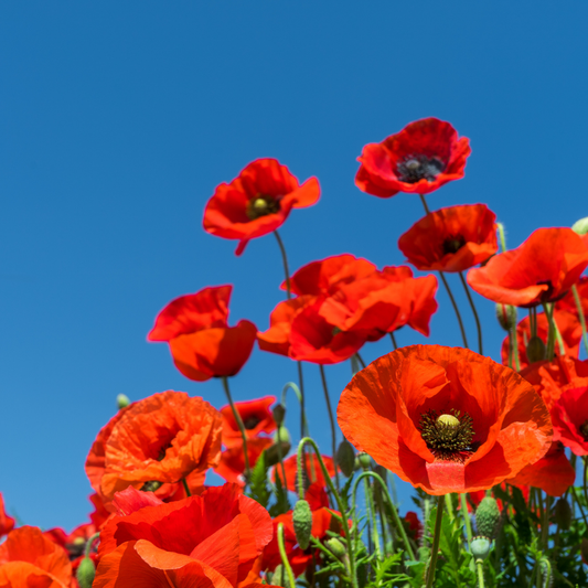 Graumohn
