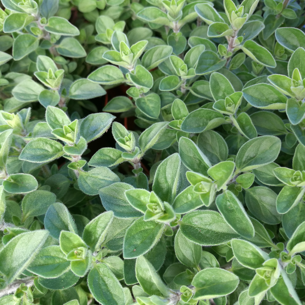 Griechischer Oregano