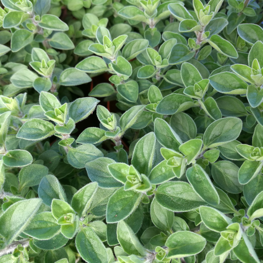 Griechischer Oregano
