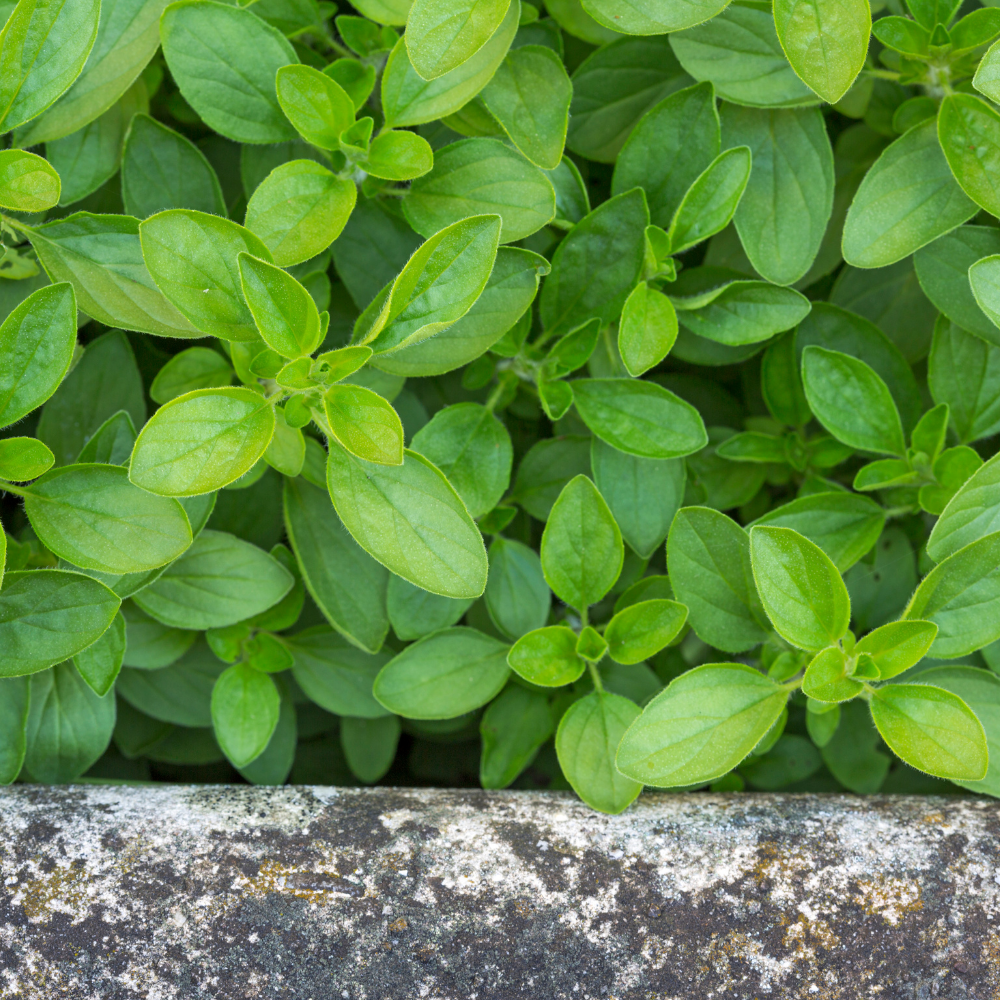 Kirgisischer Oregano