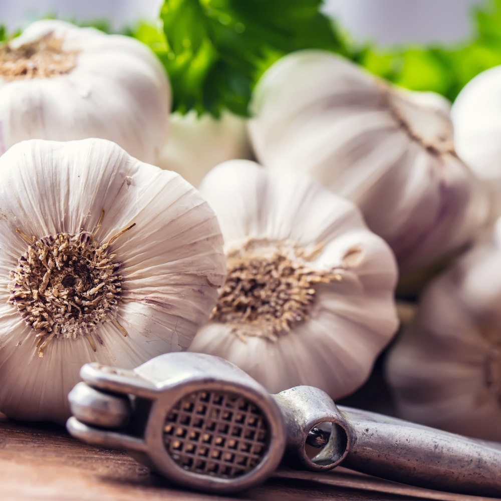 Knoblauch