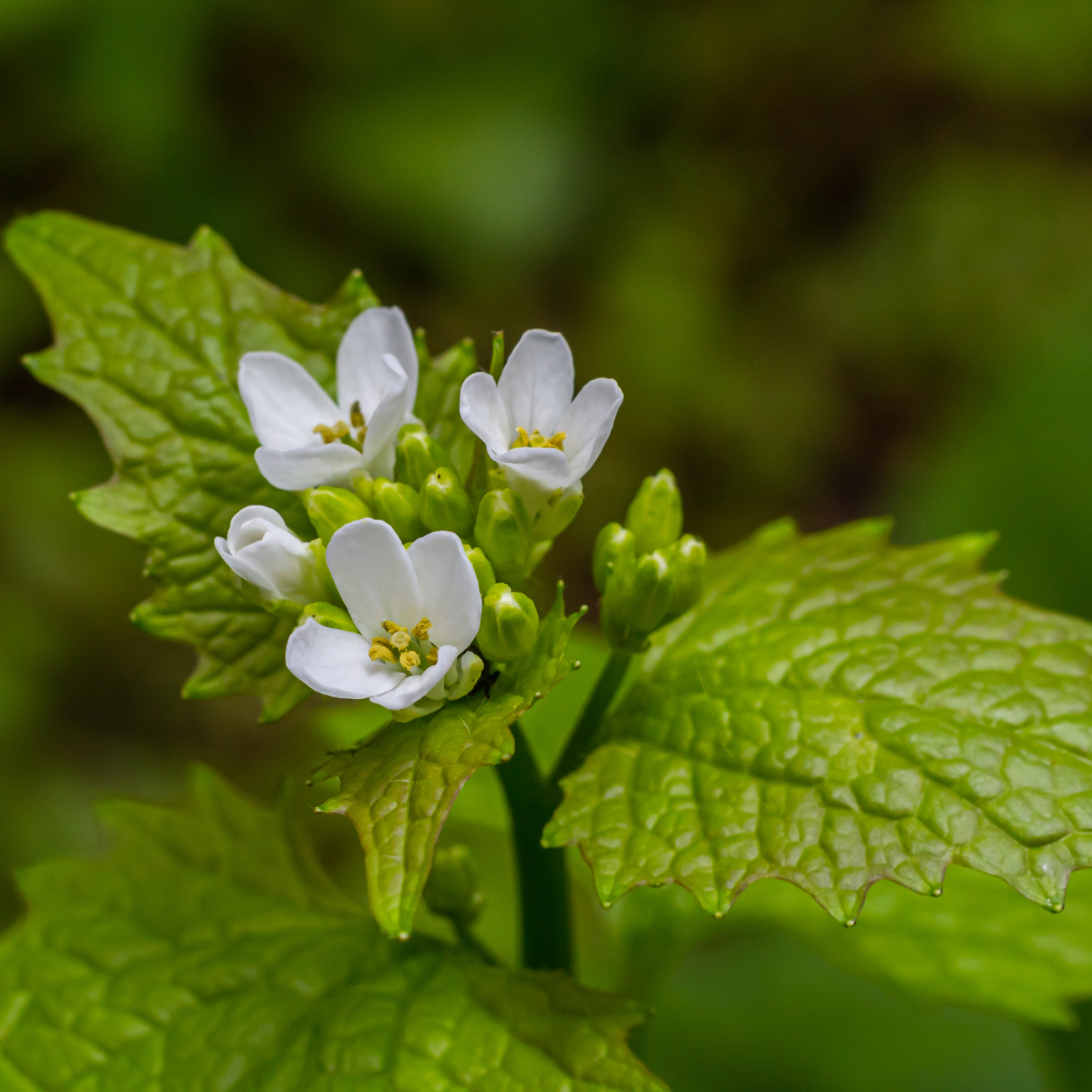 Knoblauchrauke