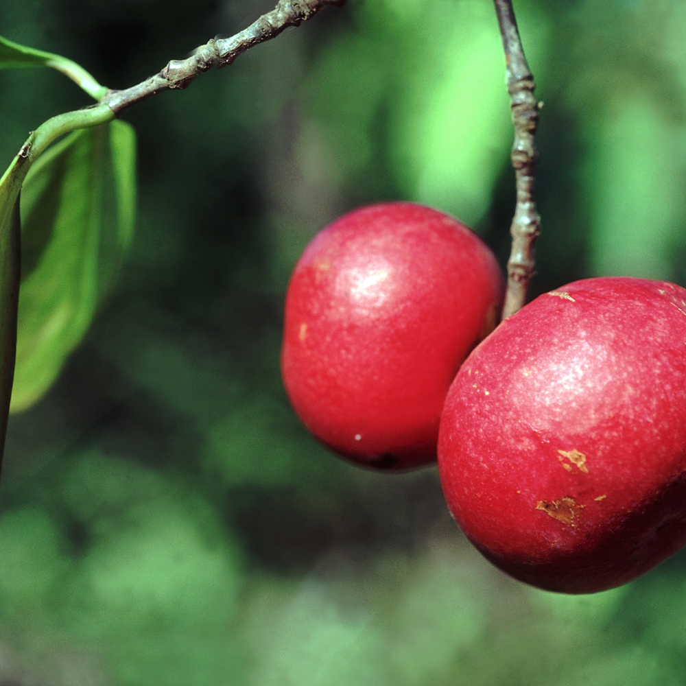 Kokum