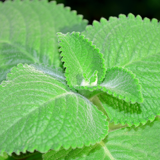 Mexikanischer Oregano