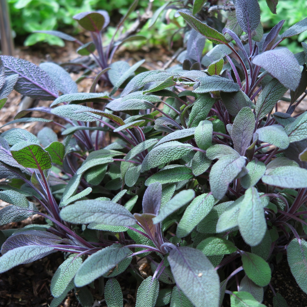 Purpursalbei