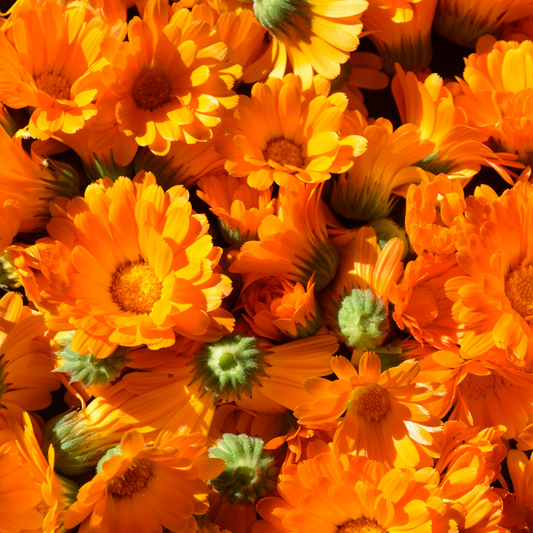 Ringelblume