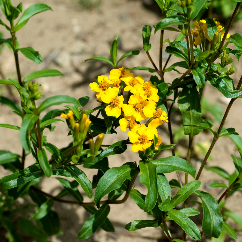Samtblume