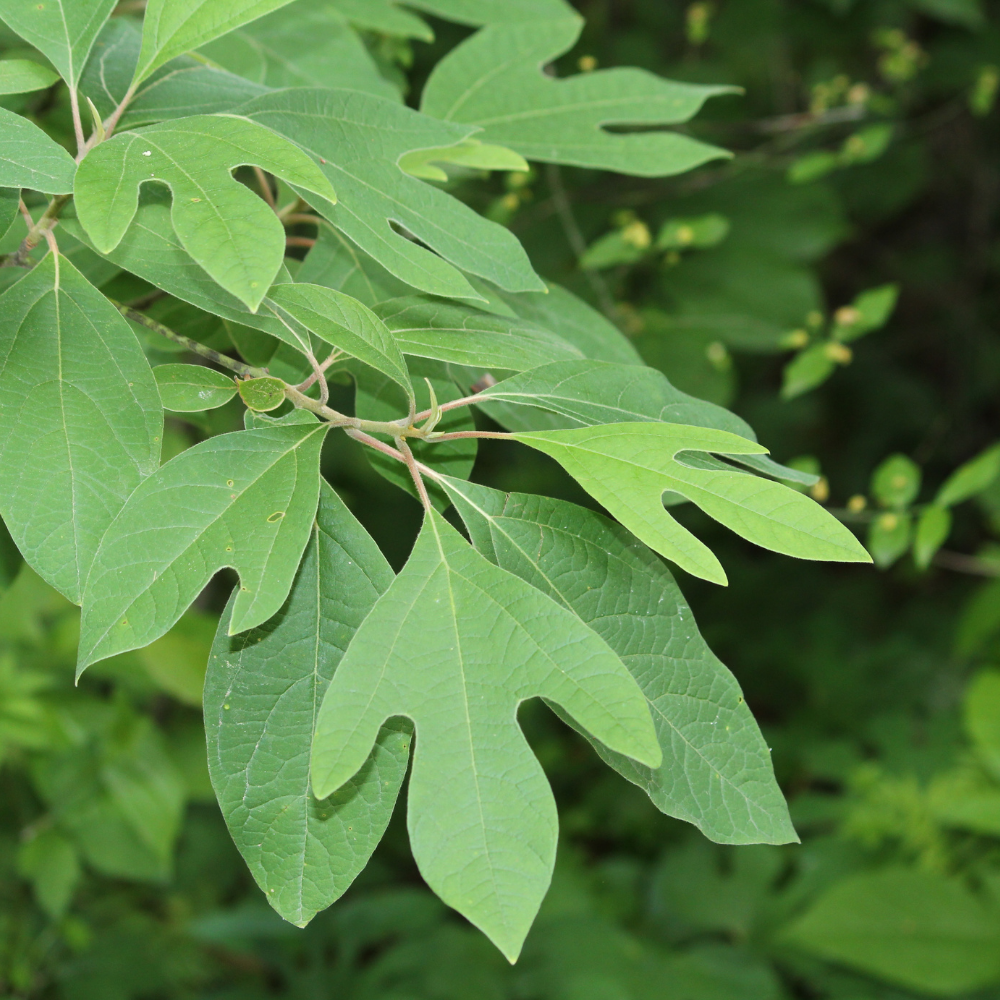 Sassafras
