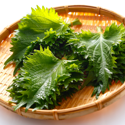 Shiso