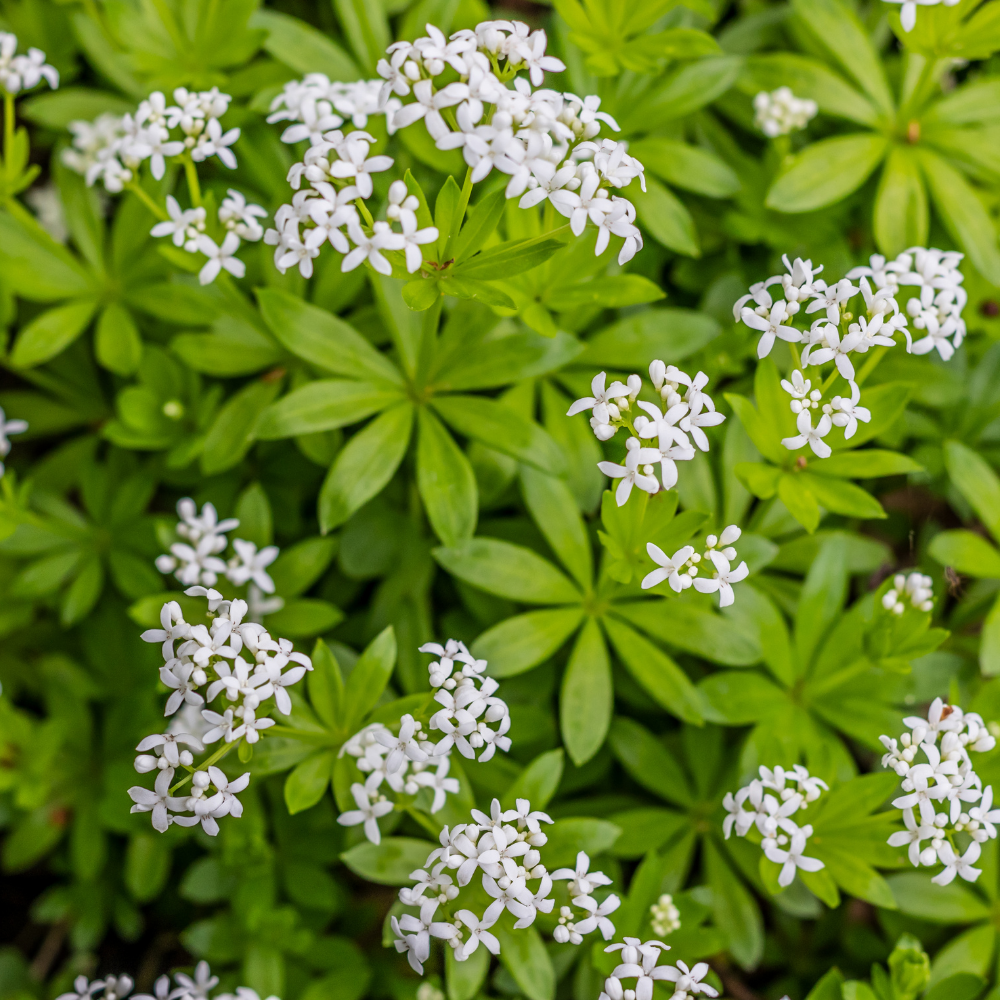 Waldmeister
