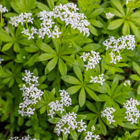 Waldmeister